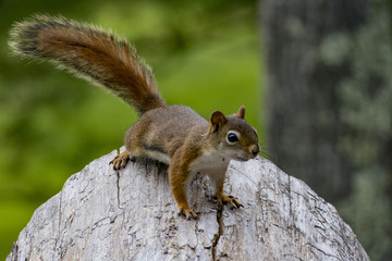 Squirrel