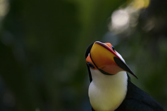 Tocu Toucan