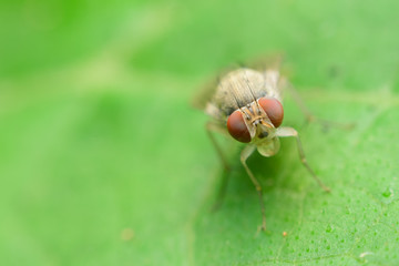 insect fly on leaf,Select focus eyes