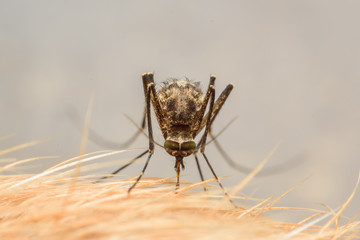 Zica virus aedes aegypti mosquito on dog skin - Dengue, Chikungunya, Mayaro fever