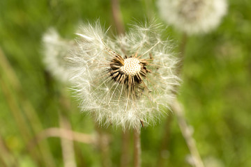 Dandelion. Summer dandelion fluff. Macro flower on blur green background.