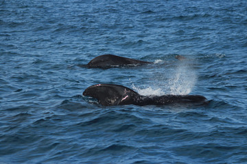 Fototapeta premium きれいな海でイルカやクジラの鑑賞 Dolphins and whales watching in ocean