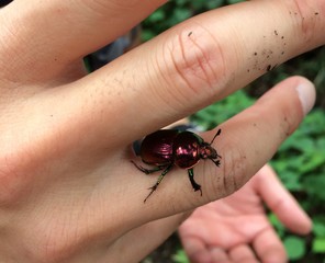 フンコロガシ 甲虫 昆虫 昆虫採取