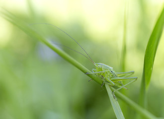 A green grasshopper on grass. Summer blur background.
