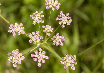 Achillea millefolium. Yarrow. Wildflowers on blur green background.