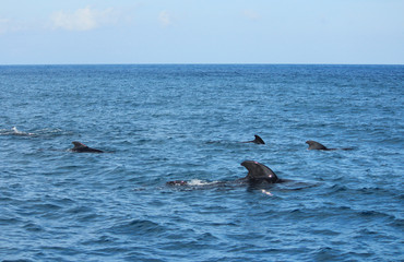 Obraz premium きれいな海でイルカやクジラの鑑賞 Dolphins and whales watching in ocean