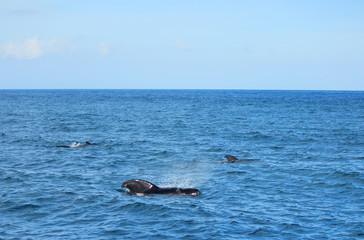 Obraz premium きれいな海でイルカやクジラの鑑賞 Dolphins and whales watching in ocean