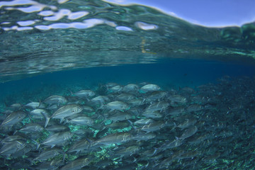 Fish in sea and ocean surface with blue sky. Trevally fish at Sipadan Island, Malaysia
