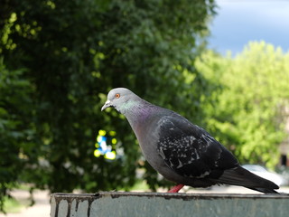Голубь на карнизе