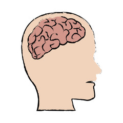 human brain medical schematic anatomy