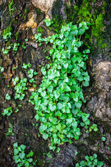 photo of peperomia pellucida, natural harbel plant