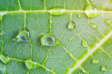 Macro water drops on a leaf during rainy day
