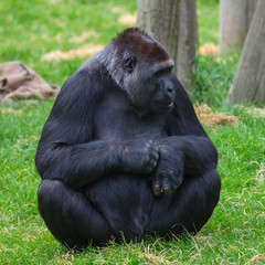 Gorilla, monkey sitting on the grass