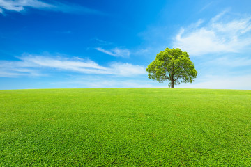 Fototapeta premium Zielona trawa i drzewo pod błękitnym niebem