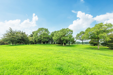 Naklejka premium Green field and blue sky