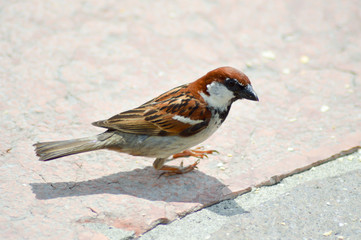 Sparrow posed on a stone