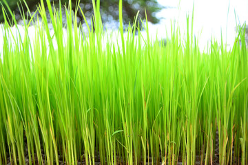 the beginning of a rice plant