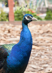 Obraz premium blue peacock