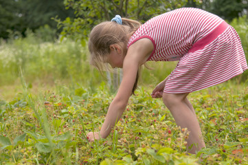 children picking strawberries