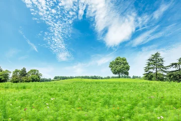 Foto auf Acrylglas Sommer Green field and blue sky