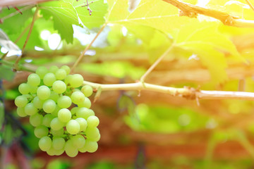 Group of white grapes on the ranch at sunrise
