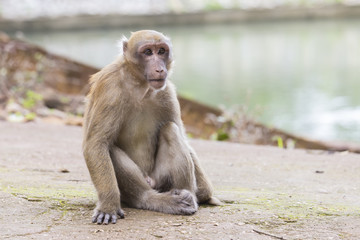 Monkey tropical forests.