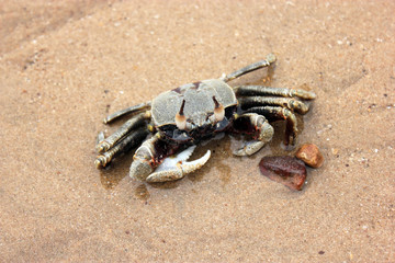 Ghost Crab (Ocypode spp.) On The Beach
