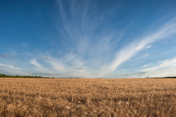 Field of harvest wheat