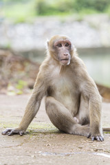 Monkey tropical forests.