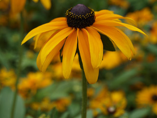 Black-eyed Susan rudbeckia fulgida goldsturm yellow orange flowers in garden