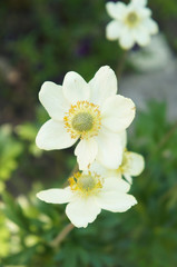 Obraz na płótnie Canvas Anemone sylvestris white flowers 