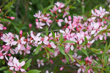 Almond-tree pink blossoming with green