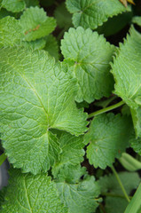 Melissa officinalis green foliage