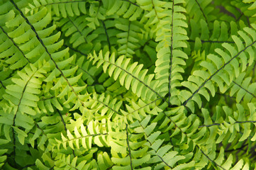 Adiantum pedatum green fern background © skymoon13
