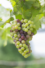 Grapes in the vineyard
