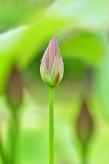 Obraz premium ハスの蕾