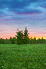 summer rural landscape with forest, a meadow and fog at sunrise