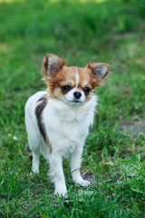 Dog breed Chihuahua