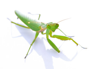 Grasshopper on a white background