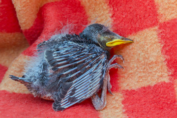 nestling baby bird laying on a blanket, saving a wildlife