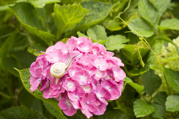 紫陽花の花と蝸牛