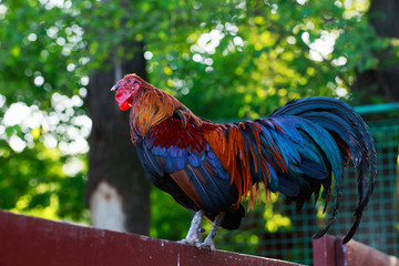 Big colorful rooster