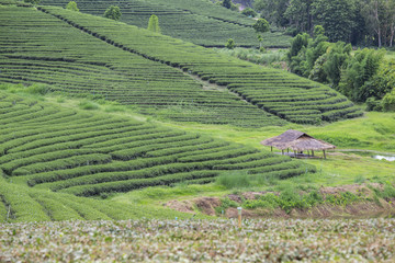 Green tea plantation