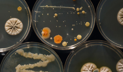 A petri dish with growing cultures of microorganisms, fungi and microbes. A Petri dish  ( Petrie...