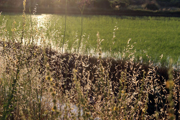 Plantación de arroz en el Delta del Ebro, Cataluña (España)