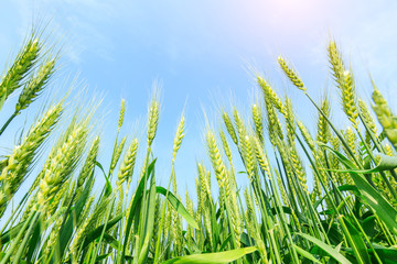 Green wheat field and sunny day