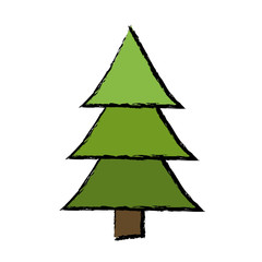 drawing pine tree forest natural environment
