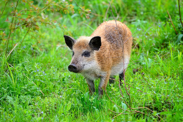 Young wild boar in the spring forest