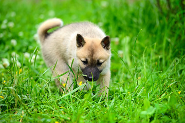 A beautiful Siberian Laika puppy on the grass