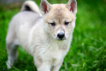 A beautiful Siberian Laika puppy on the grass. Portrait of cute happy siberian laika.